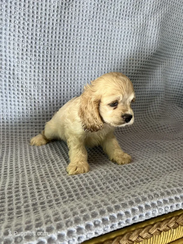 Buffy – Cocker Spaniel puppy for sale in Godwin, NC