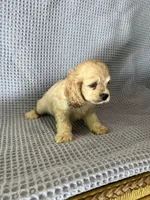 Buffy, a female Cocker Spaniel for sale in Godwin, NC – 1 of 9