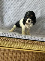 Macy, a female Cocker Spaniel for sale in Godwin, NC – 2 of 10