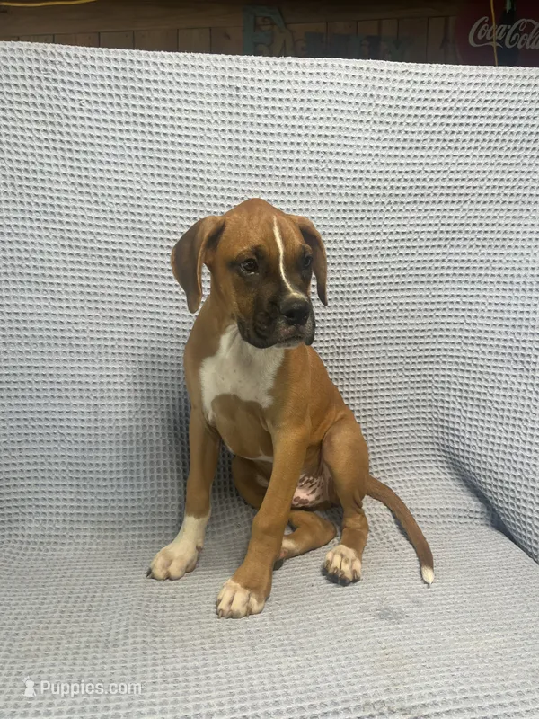 Roman – Boxer puppy for sale in Godwin, NC