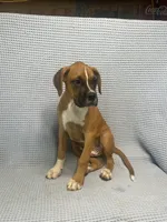 Roman, a male Boxer for sale in Godwin, NC – 1 of 10
