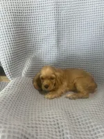 Siler, a  Cocker Spaniel for sale in Godwin, NC – 6 of 10