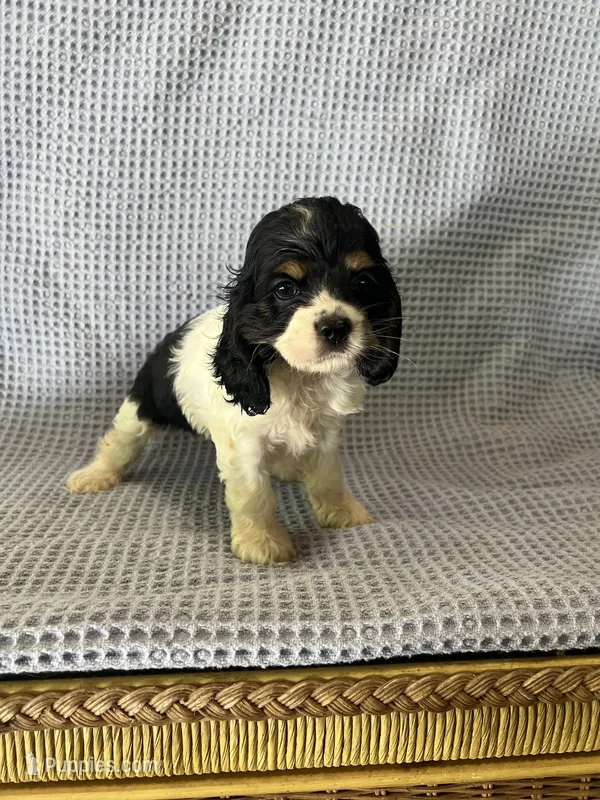 Macy – Cocker Spaniel puppy for sale in Godwin, NC