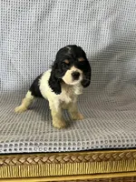 Macy, a female Cocker Spaniel for sale in Godwin, NC – 1 of 10