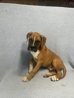 Roman, a male Boxer for sale in Godwin, NC – 5 of 10