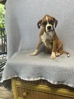Reiley, a female Boxer for sale in Godwin, NC – 7 of 10