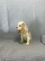 Cheyenne, a  Cocker Spaniel for sale in Godwin, NC – 3 of 9