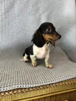 Gabe, a male Miniature Dachshund for sale in Godwin, NC – 6 of 10