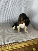 Gabe, a male Miniature Dachshund for sale in Godwin, NC – 4 of 10