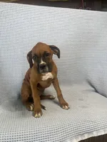 Reagan, a female Boxer for sale in Godwin, NC – 9 of 10