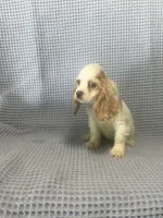 Cheyenne, a  Cocker Spaniel for sale in Godwin, NC – 6 of 9