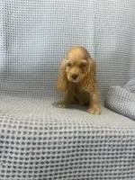 Siler, a  Cocker Spaniel for sale in Godwin, NC – 9 of 10