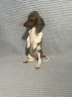 Darcy, a female Miniature Dachshund for sale in Godwin, NC – 9 of 10