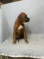 Reagan, a female Boxer for sale in Godwin, NC – 8 of 10