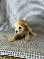 Buffy, a female Cocker Spaniel for sale in Godwin, NC – 7 of 9