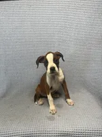 Rosie, a female Boxer for sale in Godwin, NC – 8 of 10
