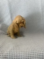 Siler, a  Cocker Spaniel for sale in Godwin, NC – 5 of 10