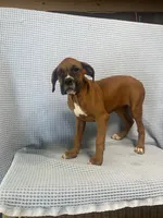 Reagan, a female Boxer for sale in Godwin, NC – 2 of 10