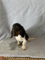 Gabe, a male Miniature Dachshund for sale in Godwin, NC – 7 of 10