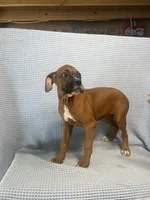 Reagan, a female Boxer for sale in Godwin, NC – 3 of 10