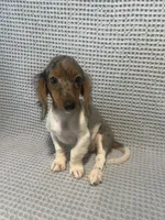 Darcy, a female Miniature Dachshund for sale in Godwin, NC – 7 of 10