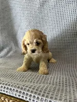 Buffy, a female Cocker Spaniel for sale in Godwin, NC – 4 of 9