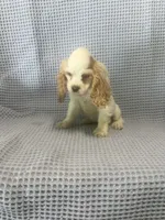 Cheyenne, a  Cocker Spaniel for sale in Godwin, NC – 9 of 9