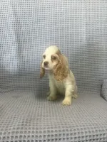 Cheyenne, a  Cocker Spaniel for sale in Godwin, NC – 8 of 9