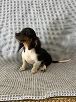 Gabe, a male Miniature Dachshund for sale in Godwin, NC – 10 of 10