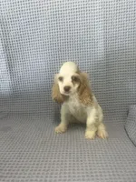 Cheyenne, a  Cocker Spaniel for sale in Godwin, NC – 4 of 9