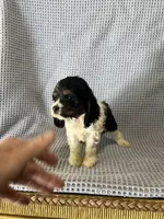 Macy, a female Cocker Spaniel for sale in Godwin, NC – 4 of 10
