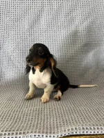Gabe, a male Miniature Dachshund for sale in Godwin, NC – 7 of 10