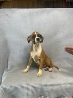 Reiley, a female Boxer for sale in Godwin, NC – 9 of 10