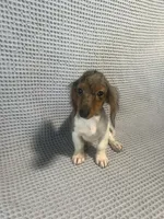 Darcy, a female Miniature Dachshund for sale in Godwin, NC – 4 of 10