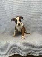 Rosie, a female Boxer for sale in Godwin, NC – 5 of 10