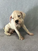 Dirk, a male Boxer for sale in Godwin, NC – 4 of 10