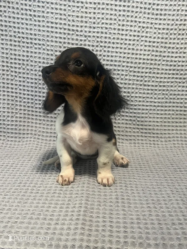 Gabby – Miniature Dachshund puppy for sale in Godwin, NC