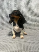 Gabby, a female Miniature Dachshund for sale in Godwin, NC – 1 of 10
