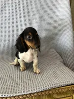 Gabe, a male Miniature Dachshund for sale in Godwin, NC – 6 of 10
