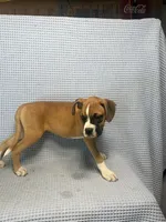 Reiley, a female Boxer for sale in Godwin, NC – 10 of 10