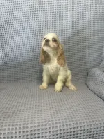 Cheyenne, a  Cocker Spaniel for sale in Godwin, NC – 1 of 9