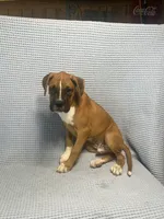 Roman, a male Boxer for sale in Godwin, NC – 10 of 10