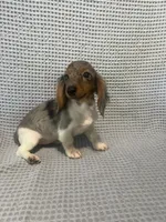 Darcy, a female Miniature Dachshund for sale in Godwin, NC – 2 of 10