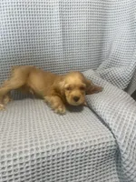 Siler, a  Cocker Spaniel for sale in Godwin, NC – 7 of 10