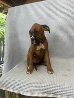 Reagan, a female Boxer for sale in Godwin, NC – 5 of 10