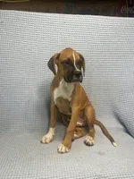 Roman, a male Boxer for sale in Godwin, NC – 3 of 10