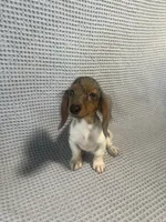Darcy, a female Miniature Dachshund for sale in Godwin, NC – 5 of 10