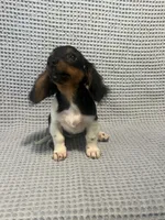 Gabby, a female Miniature Dachshund for sale in Godwin, NC – 10 of 10