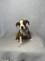 Rosie, a female Boxer for sale in Godwin, NC – 4 of 10