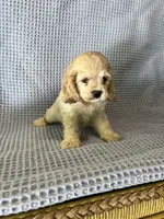 Buffy, a female Cocker Spaniel for sale in Godwin, NC – 3 of 9